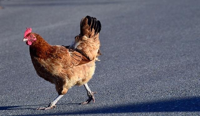 Chicken road 2 españa - El Renacimiento Continúa en Chicken Road 2, el Juego más Llamativo de España